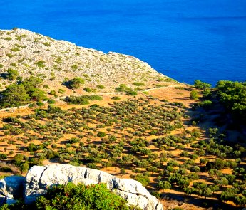 Rhodes olive groves