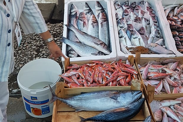 Gulet Expert - Fish market