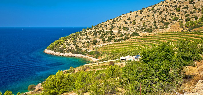 VINEYARD ON ISLAND BRAČ